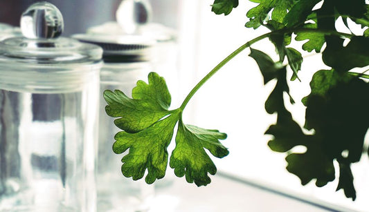 How to Store Fresh Herbs So They Stay Fresh for Weeks