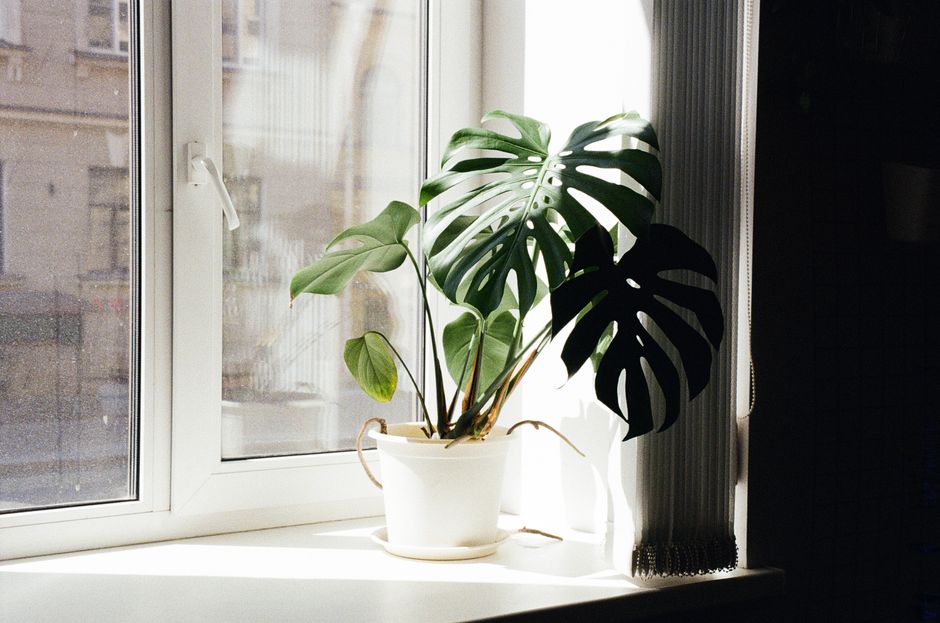 Why Houseplants Fail in Apartments: A Complete Light, Air, and Water Diagnosis