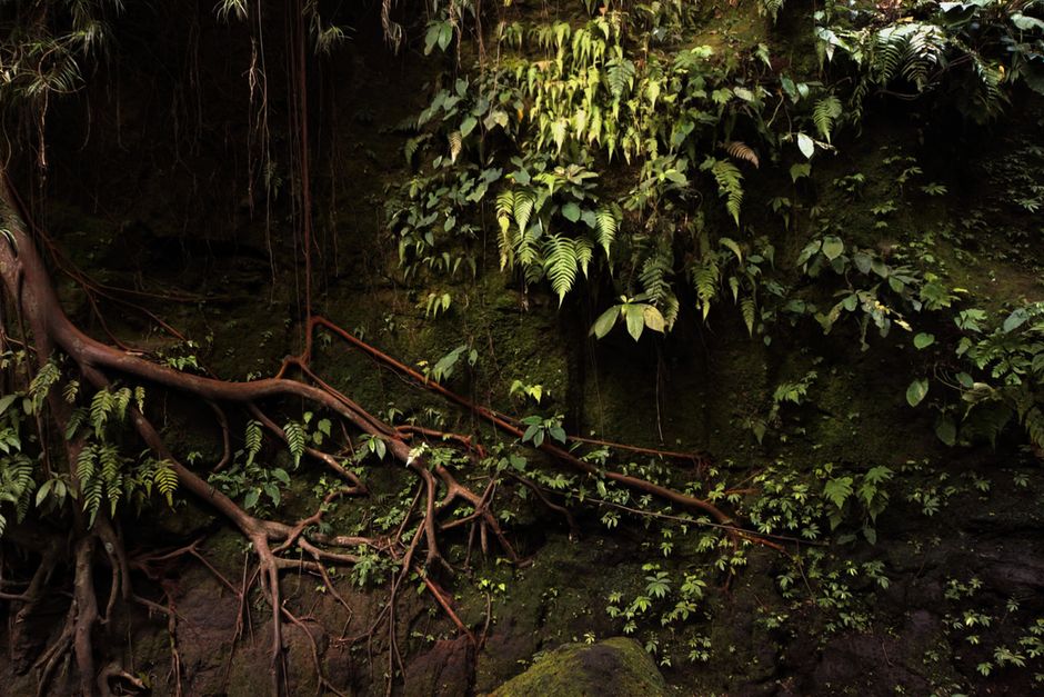 Drooping Leaves Are Not a Diagnosis: Reading the Root Zone First