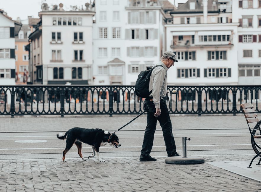 Step-by-Step Guide to Building a Senior Pet Care Routine