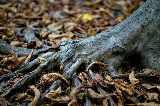 Root Health or Root Rot: Distinguishing Biotic Disease From Abiotic Stress in the Root Zone