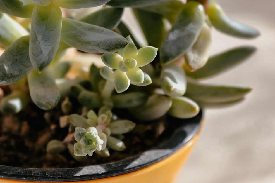 Succulent Leaves Turning Yellow and Soft: What Is Actually Happening