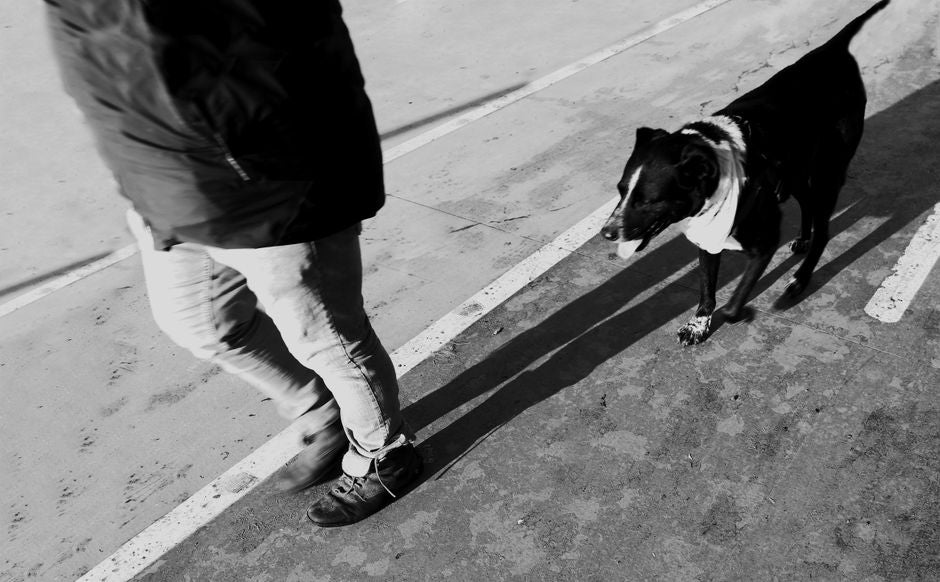 Signs Your Dog Needs a Leash Break: How to Spot Grip, Gaits, and Grounding Issues