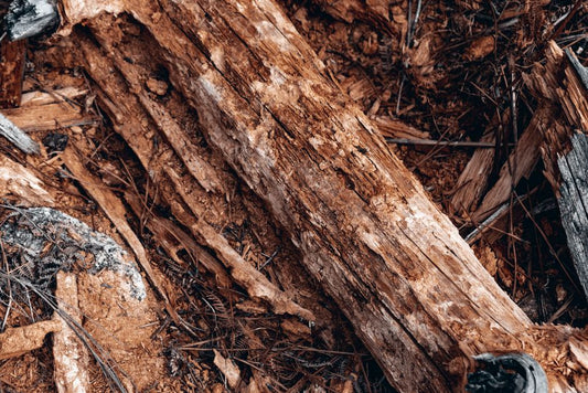 How to Diagnose and Repair Common Deck Rot on an Old Home Without Replacing the Whole Structure