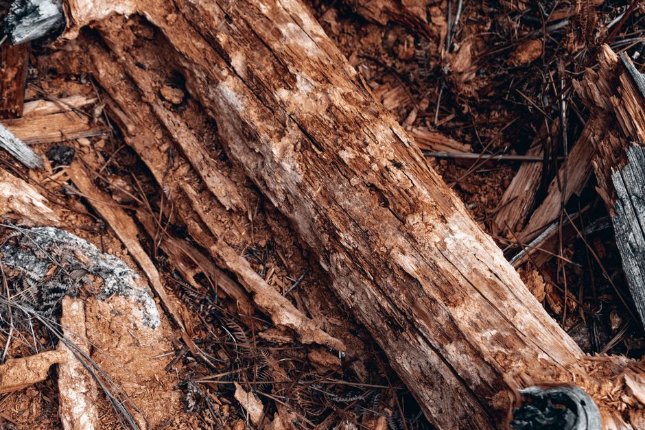 How to Tell Whether Your Raised Garden Bed Is Rotting or Just Weathering
