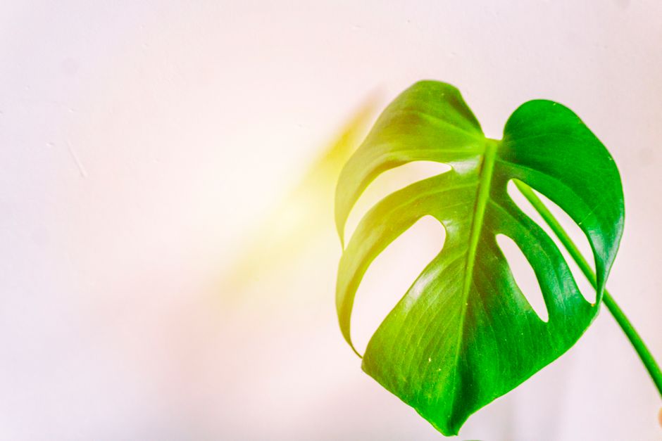 Monstera Seasonal Care: A Year-Round Guide to Healthy Growth