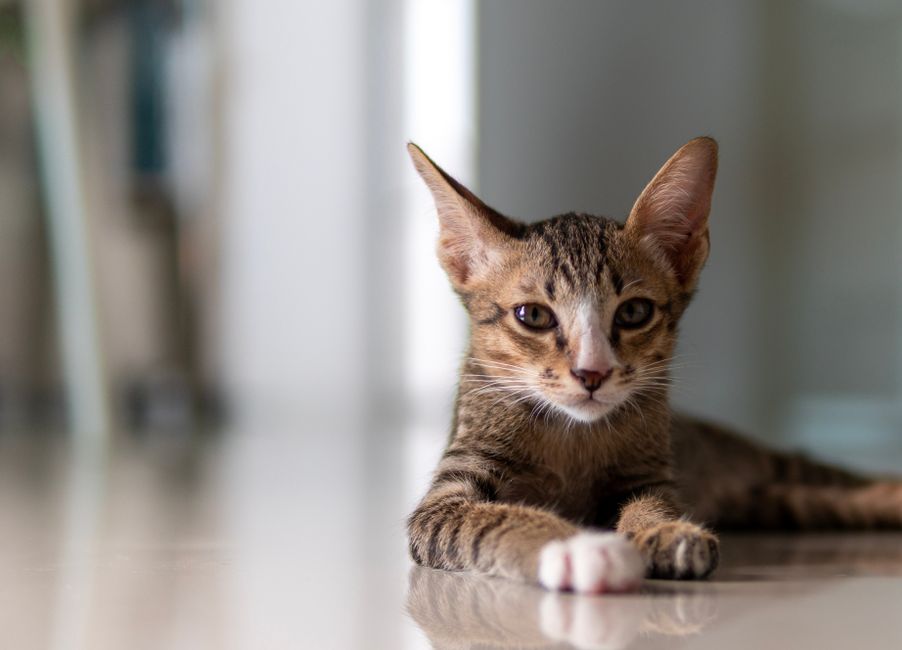 Preventing Ear and Eye Problems in Pets: Essential Care Tips