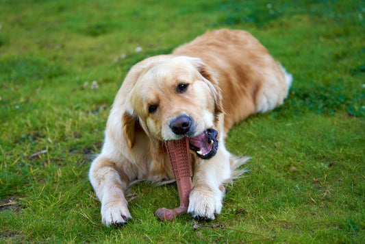 Dental Care for Pets Who Chew, Dig, and Eat Outside: How Outdoor Access Changes Dental Risk