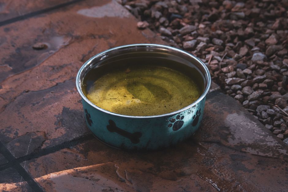Winter Hydration Hacks: Why Your Pet’s Water Bowl Needs a Seasonal Upgrade