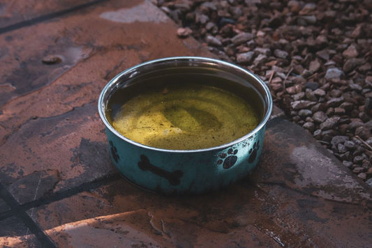 Why Does My Pet's Water Bowl Go Untouched? A Comparison of Hydration Solutions