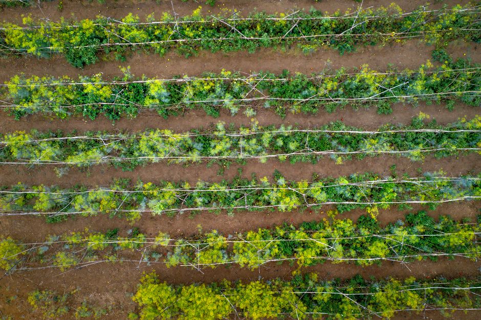 Succession Planting with Salt-Sensitive Crops: Managing Root-Zone Fertility