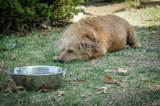 The Multi-Pet Hydration System: How to Keep a Cat, Dog, and Small Pet Properly Hydrated Without Battle