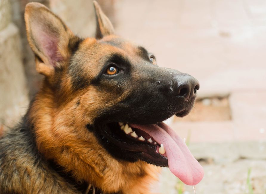 What Resource Guarding in Dogs May Be Communicating About Safety, Not Dominance