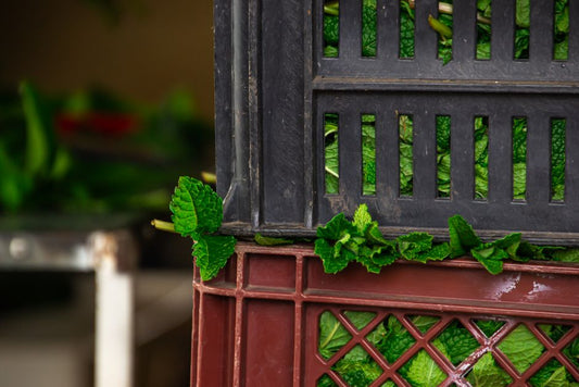 How to Keep Fresh Herbs Fresh for Weeks: The Ultimate Storage Guide