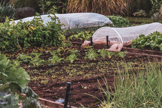 Top Companion Planting Mistakes: Signs Your Plants Are Conflicting and Practical Solutions