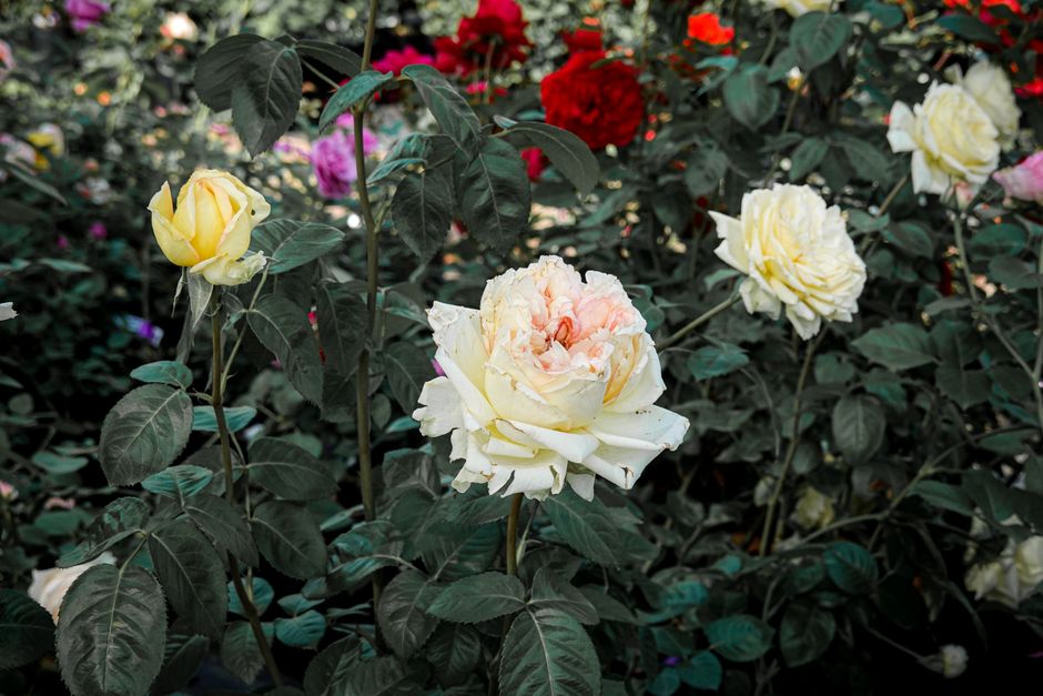 Why Rose Leaves Turn Yellow: Reading the Pattern Before You Treat