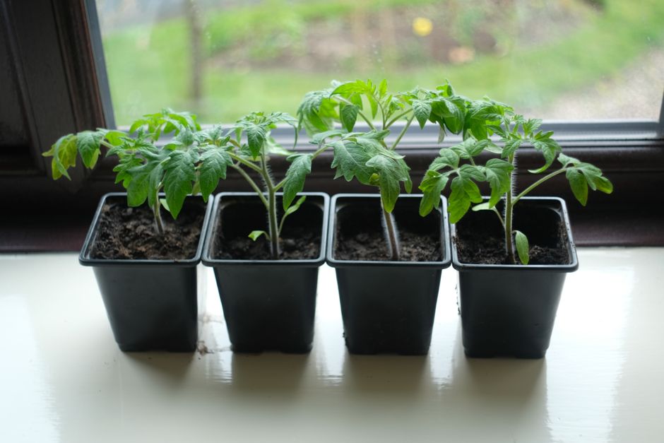 Why Your Indoor Tomato Seedlings Look Leggy and Pale (and How to Fix It)