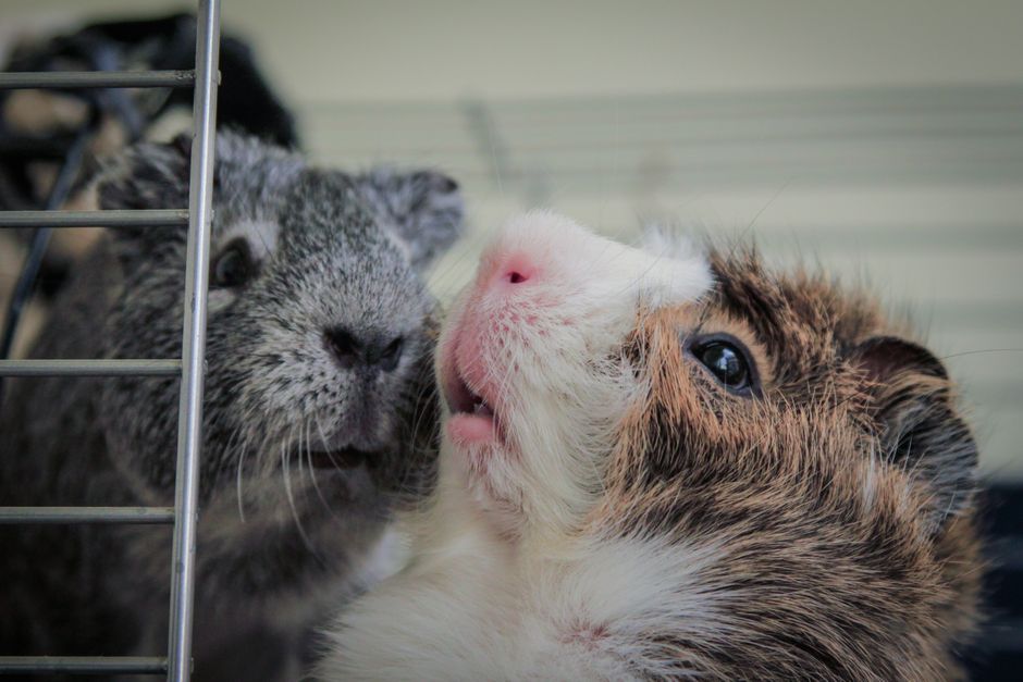 How to Keep a Guinea Pig’s Cage Smelling Fresh Without Harmful Chemicals