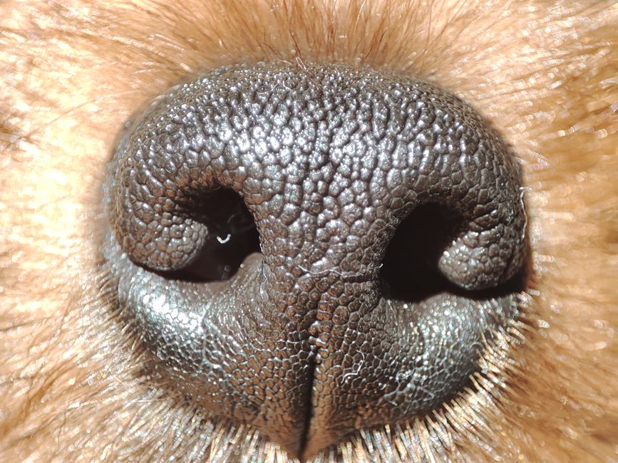 Why a Stronger-Smelling Pet Area Isn't a Cleaner One