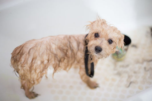 Quick and Easy Dog Grooming: A Simple Routine That Saves Time and Reduces Stress