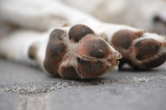 Natural Paw Balm and Soaking Recipes for Cracked Canine Pads