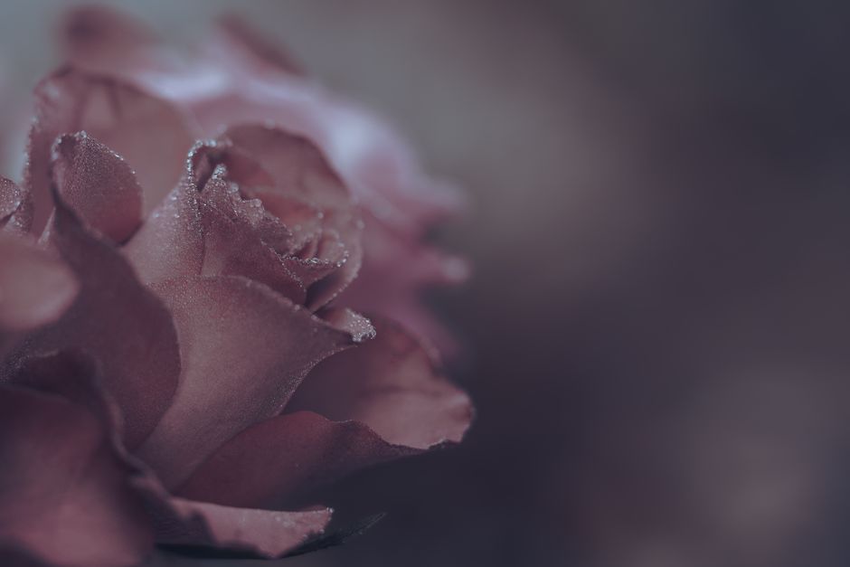 Low-Maintenance Rose Care: Simplify Watering, Feeding, and Pruning