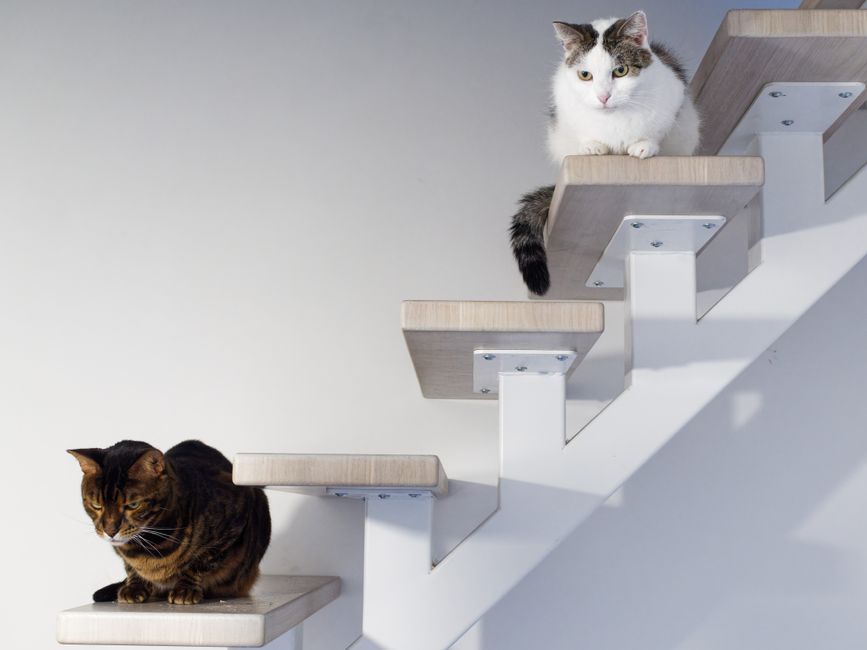 How to Allergy-Proof Your Home: A Step-by-Step Guide to Reducing Dust, Pollen, and Pet Dander Indoors