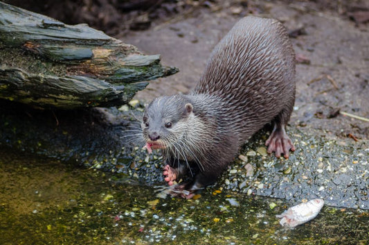 When a Fish Stops Eating: Reading Feeding Changes Before They Become an Emergency