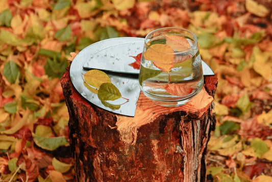 Photoperiod and Water Movement: Why Day Length Changes How Plants Drink