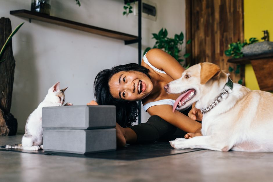 The First-Time Owner's Guide to Pet Mental Health: Essential Systems for a Calmer, Happier Companion