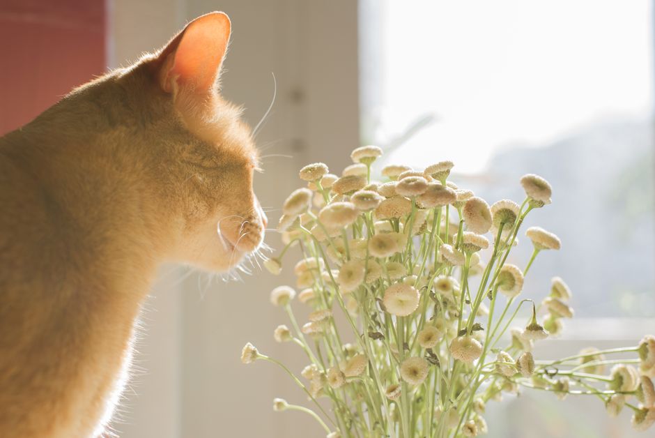 Why Does My Home Still Smell Like Pet Odor? A Chemical-Free Approach to Tackling Persistent Smells
