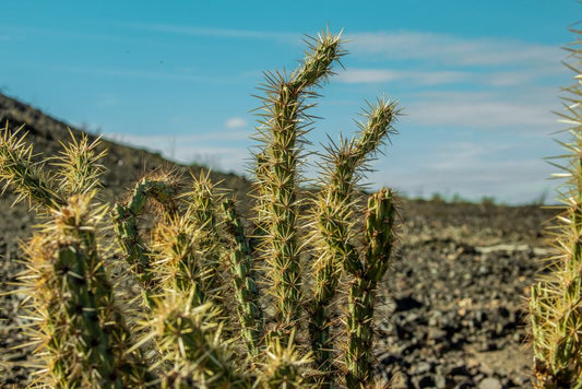 Why a Wilted Cactus Is Not Always a Thirsty Cactus