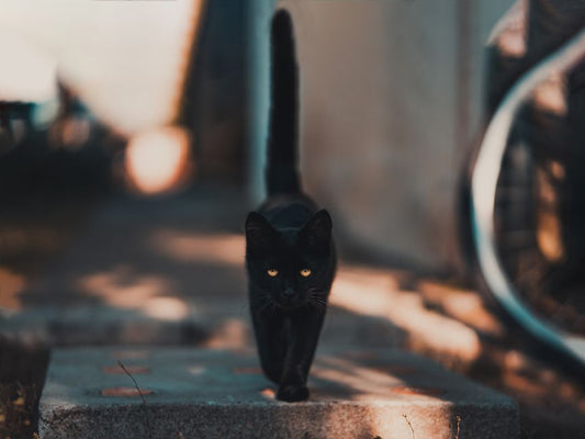 The First-Time Cat Owner’s Complete Litter and Hygiene System: From Setup to Confidence