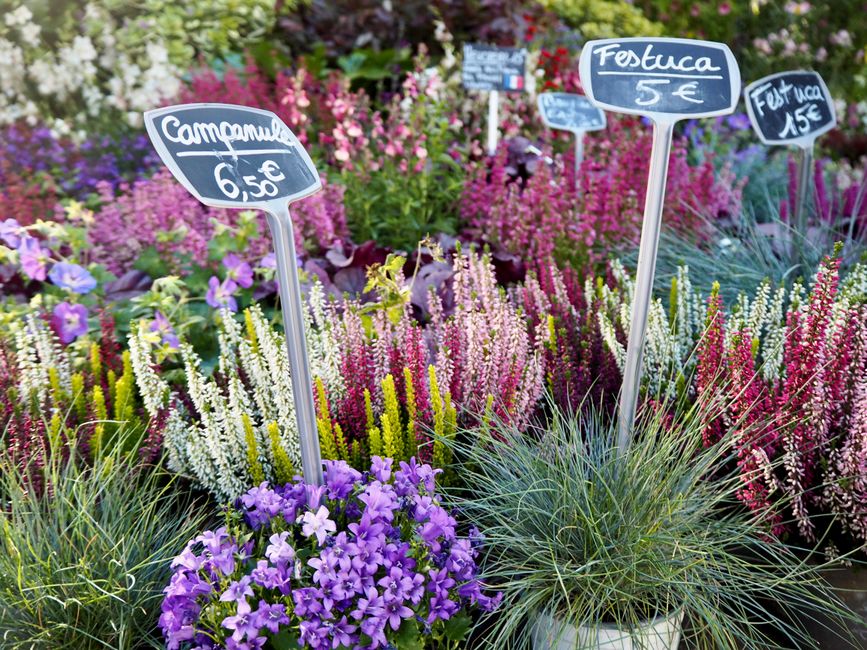Is Premium Compost Worth the Cost? What Home Gardeners Should Know Before Buying