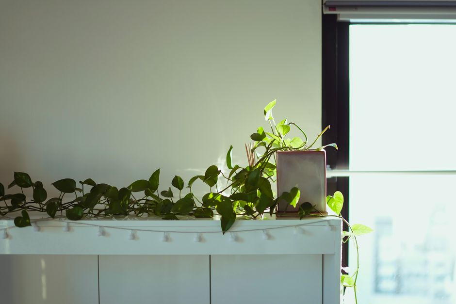 Pothos Care on a Budget: Smart Solutions for Lush Vines Without Breaking the Bank