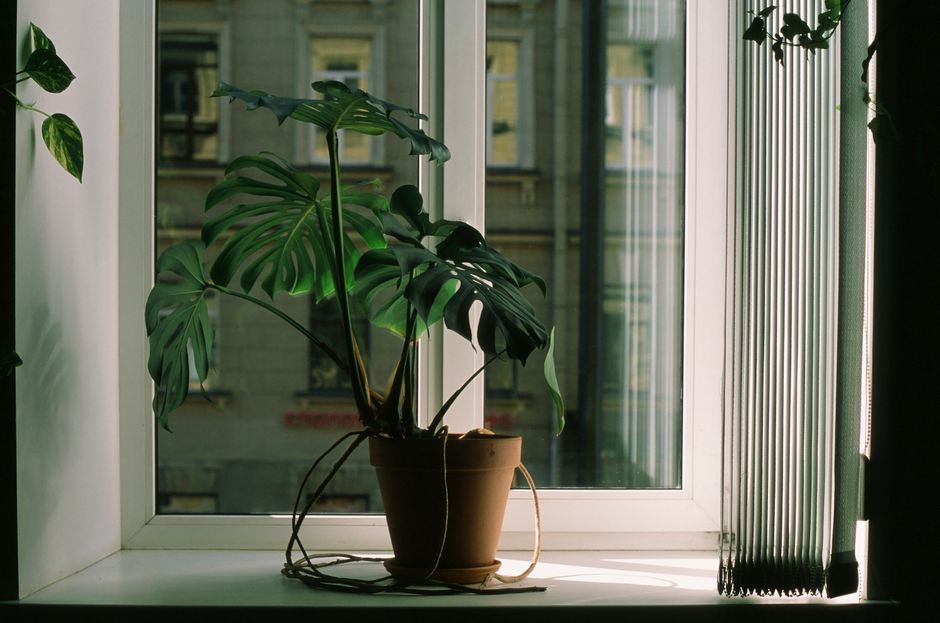 How to Rescue an Overwatered Monstera: A Step-by-Step Guide