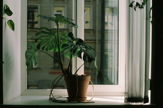 How to Rescue an Overwatered Monstera: A Step-by-Step Guide
