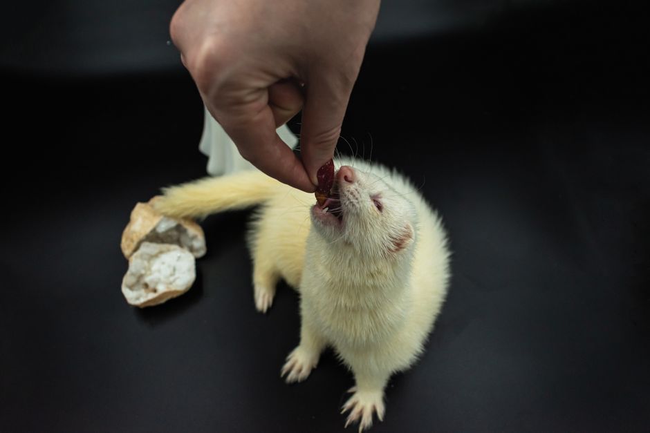 The Handoff Problem: Why "Just Put It Up High" Stops Working With Pets and Human Medications