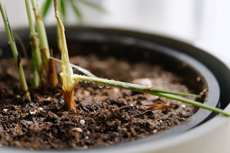 Container Drainage and Plant Health: Why Bigger Pots and More Holes Are Not the Answer