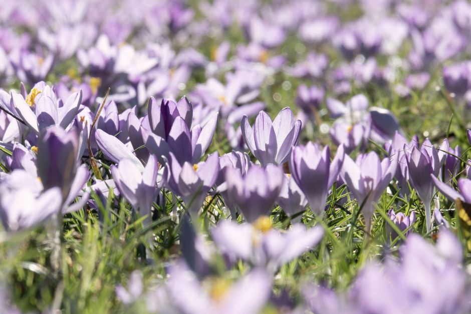 How Dividing Crowded Perennials Affects the Plants' Immediate Environment