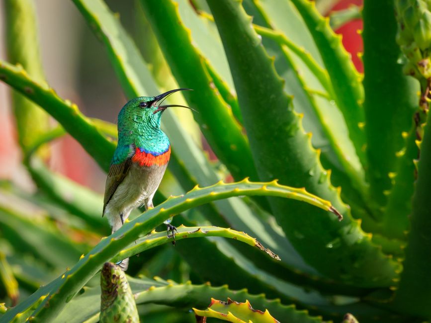The Busy Person's Aloe Vera Care System: How to Thrive Without the Time