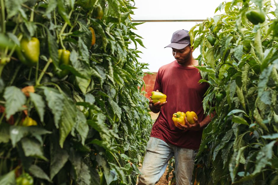 Why Your Pepper Plants Are Stalled: Diagnosing the Real Yield Limiters