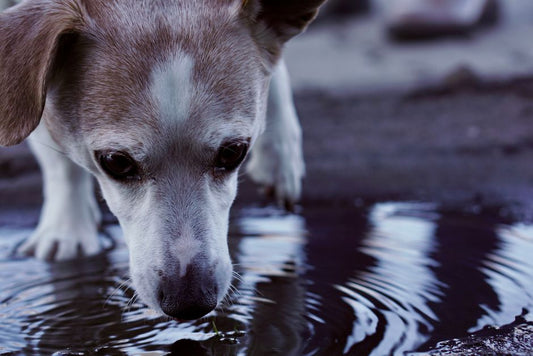 Why Fear and Arousal Change How Pets Drink — and What That Means for Water Access