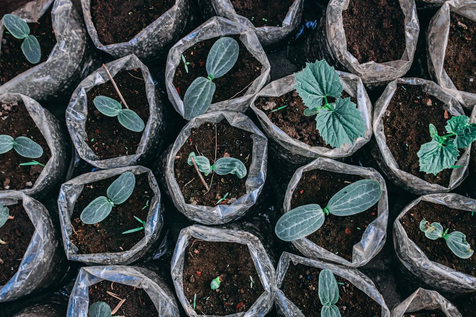 Sustainable Gardening for Beginners: How to Start Without Overthinking