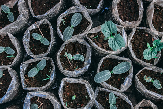 Sustainable Gardening for Beginners: How to Start Without Overthinking