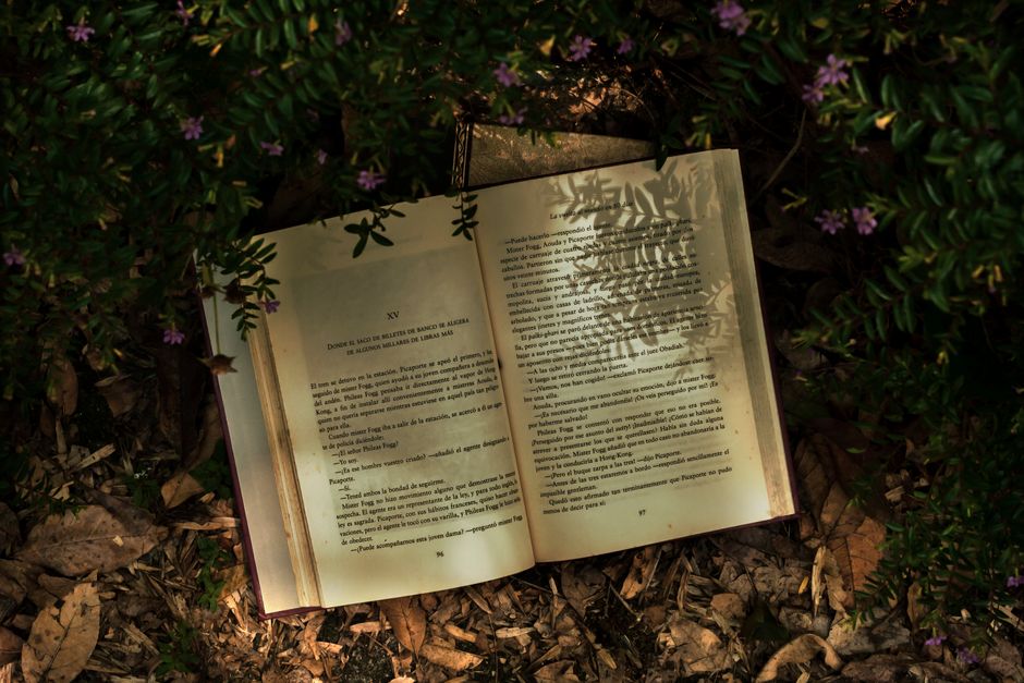 Stretched Seedlings: Reading Light Problems Without Blaming Pests or Disease