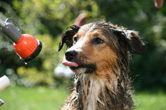 Why Your Dog's Coat Smells Despite Bathing: Vet-Approved Tips for Lasting Freshness