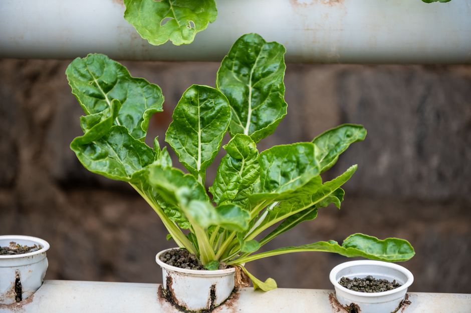 Growing Your Own Food: Which Products Are Actually Worth Buying?