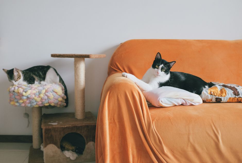 The First-Time Cat Owner’s Complete Guide to a Clean, Happy, and Healthy Home