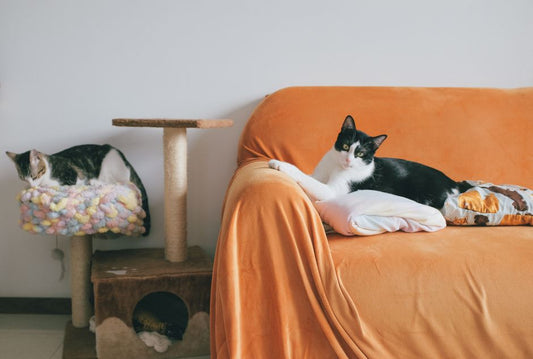 Why Cats Scratch Before Sleeping: Rest Recovery, Scratching Posts, and Sleep Cycles